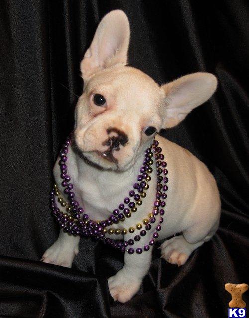 Puppies for Adoption