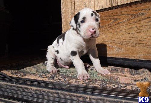 Puppies for Adoption