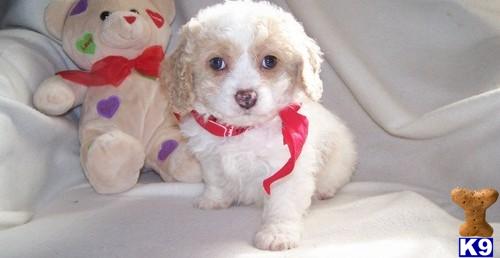 Puppies for Adoption