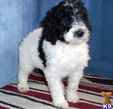 Puppies for Adoption
