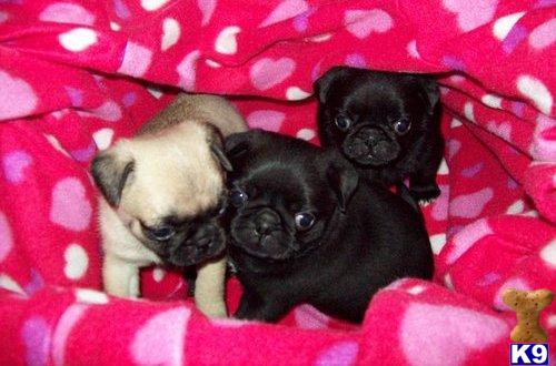 Puppies for Adoption