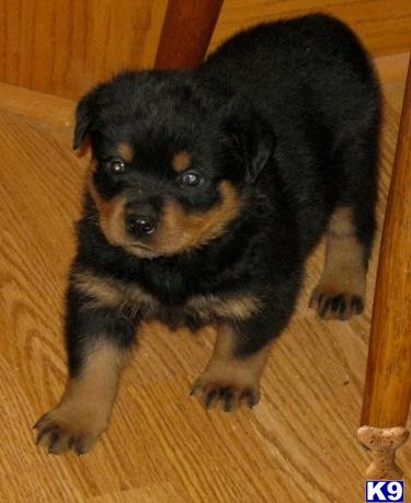 Puppies for Adoption