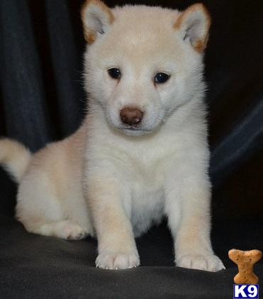 Puppies for Adoption