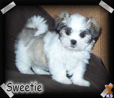 Maltipoo Puppies for Sale