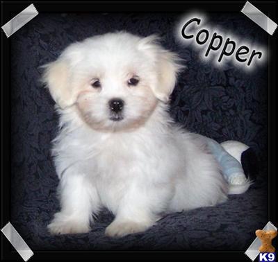 Maltipoo Puppies for Sale