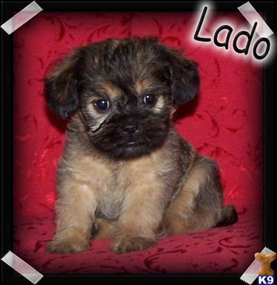 Brussels Griffon Puppies for Sale