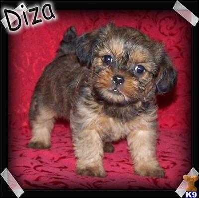 Brussels Griffon Puppies for Sale