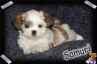 Maltipoo Puppies for Sale