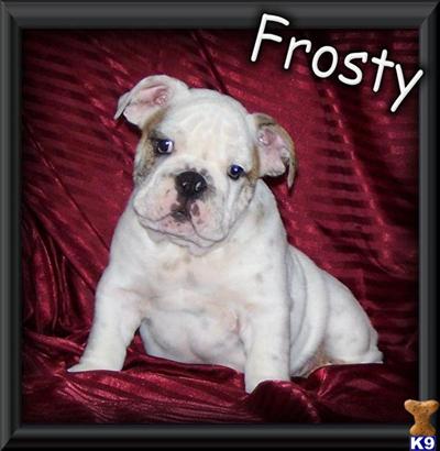Puppies in MO