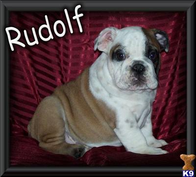 English Bulldog Puppies for Sale