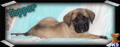 Puppies in MO