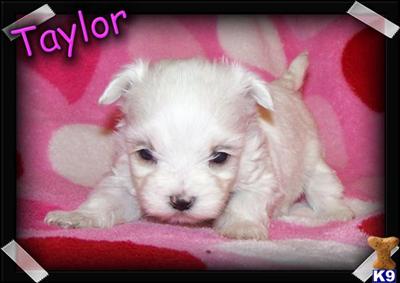 Maltese Puppies for Sale