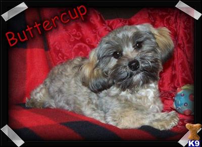 Shih Tzu Puppies for Sale