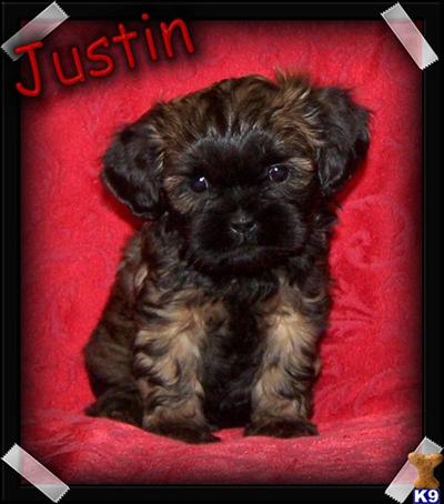 Puppies in MO