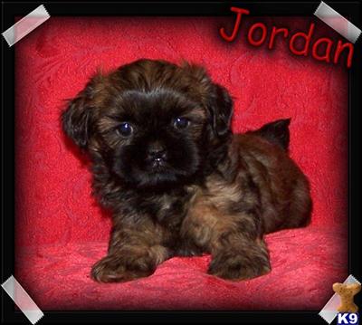 Puppies in MO