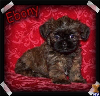 Shih Tzu Puppies for Sale
