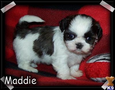 Shih Tzu Puppies for Sale