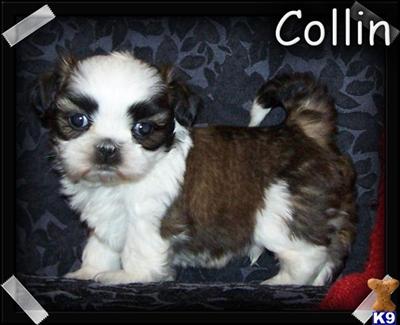Shih Tzu Puppies for Sale