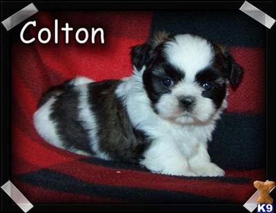 Shih Tzu Puppies for Sale