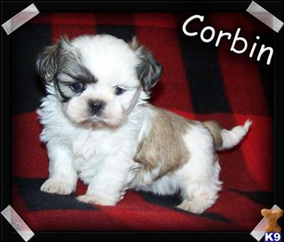 Shih Tzu Puppies for Sale