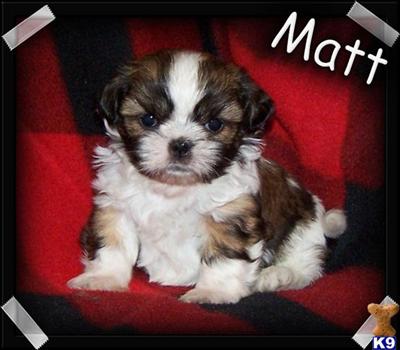 Shih Tzu Puppies for Sale