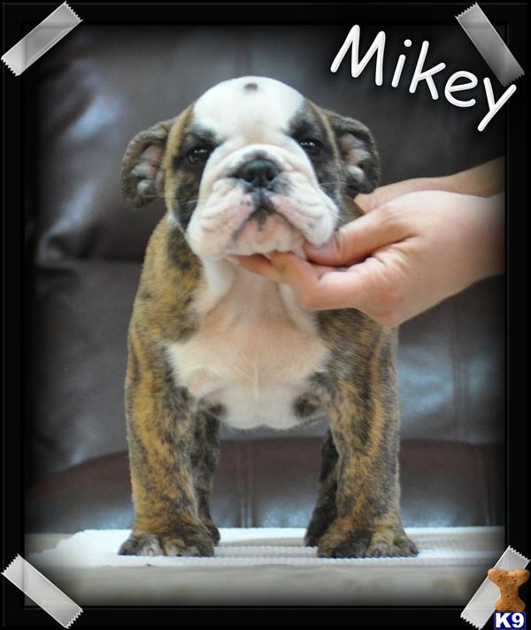 Puppies in Sparta