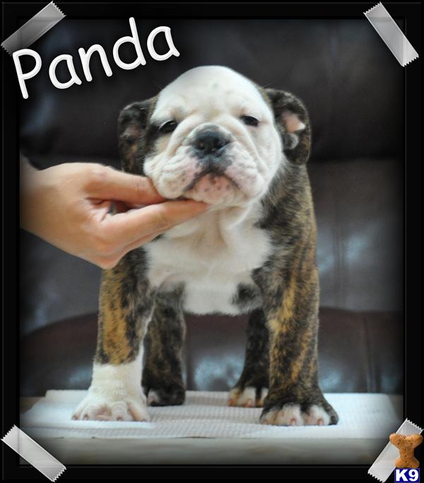 Puppies in Sparta