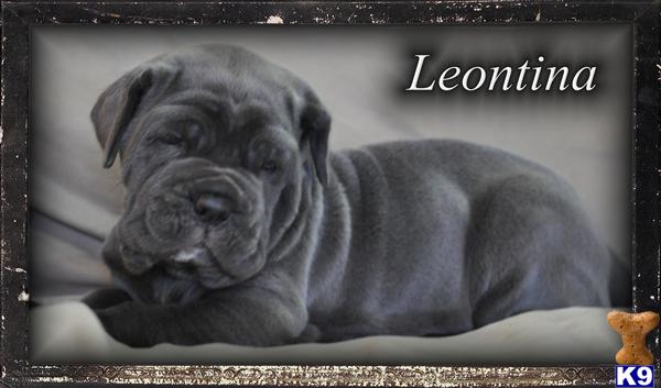 Neapolitan Mastiff Puppies
