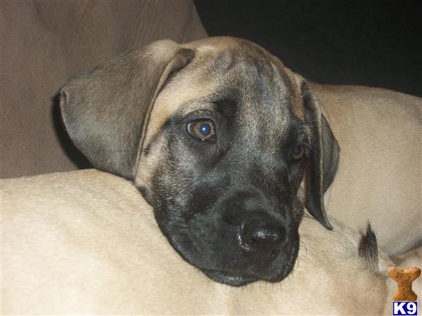 Mastiff Puppies