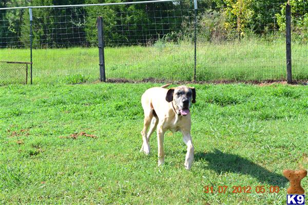 Stud Dogs - Great Dane