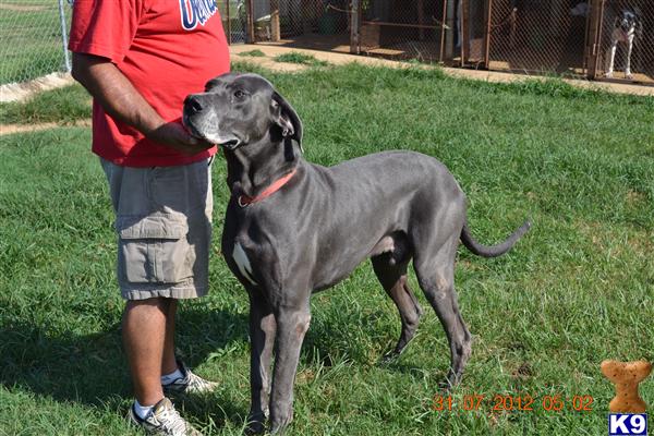 Stud Dogs - Great Dane