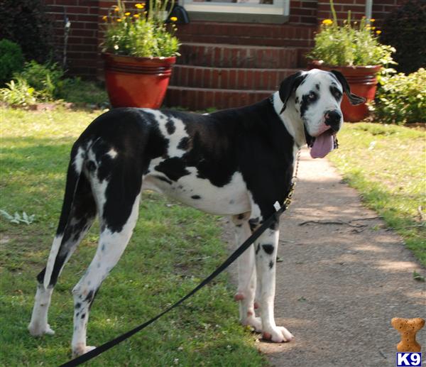 Stud Dogs - Great Dane