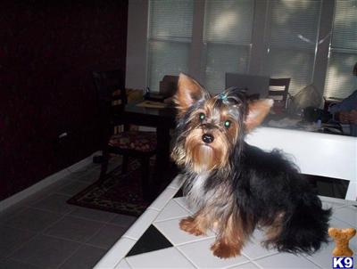 Dogs for Sale in GA