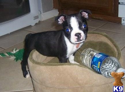 Dogs - Boston Terrier