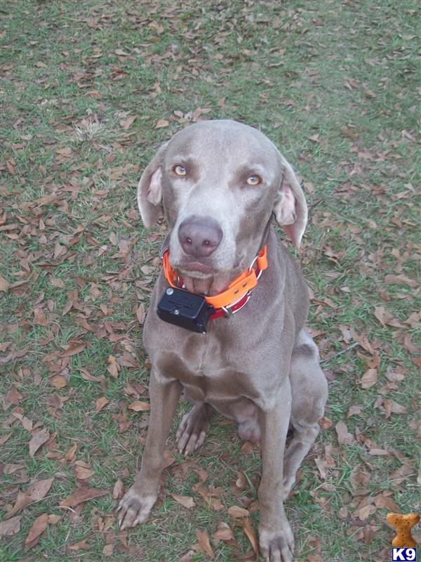 Stud Dogs - Weimaraner