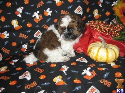 Puppies in WA