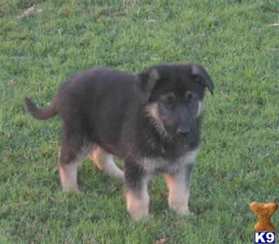 Puppies in WA