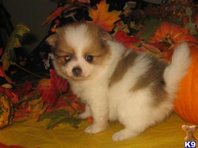 Puppies in WA