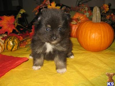 Puppies in WA