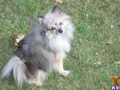Dogs for Sale