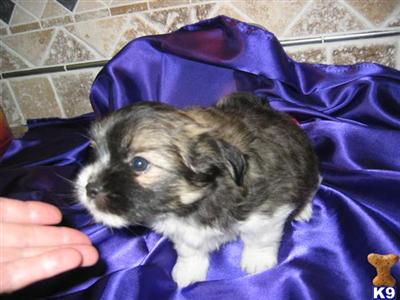 Puppies in WA