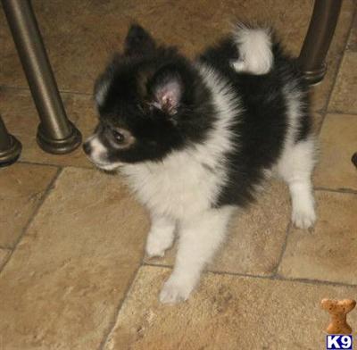 Puppies in WA