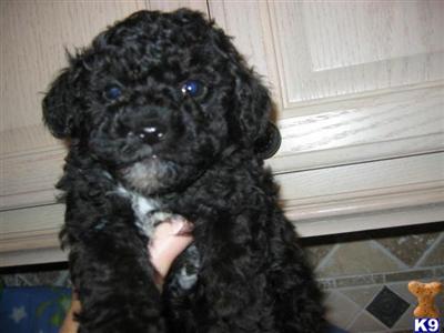 Puppies in WA