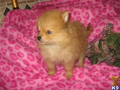 Puppies in WA
