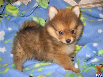 Puppies in WA