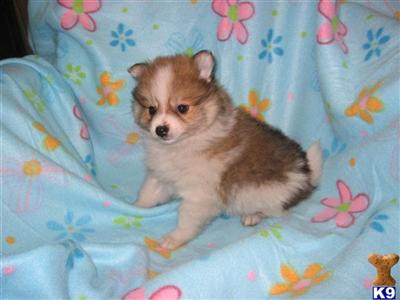 Puppies in WA