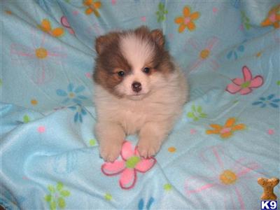 Puppies in WA
