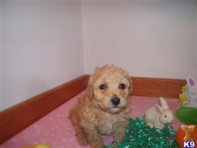 Puppies in WA