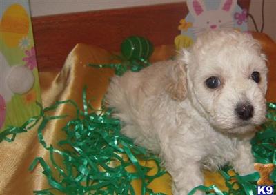 Puppies in WA