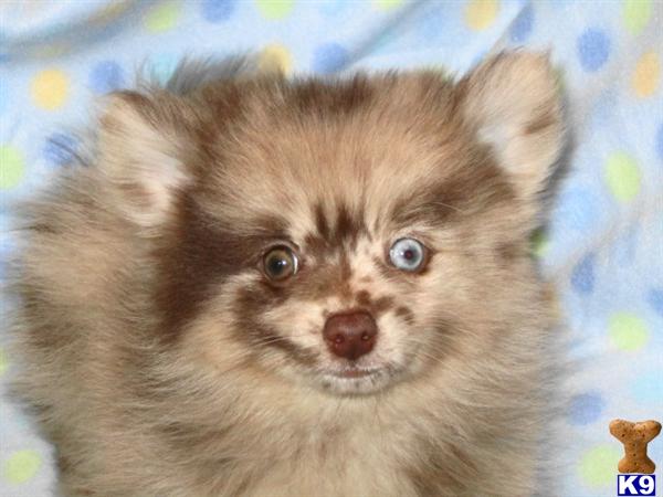 Pomeranian Puppies